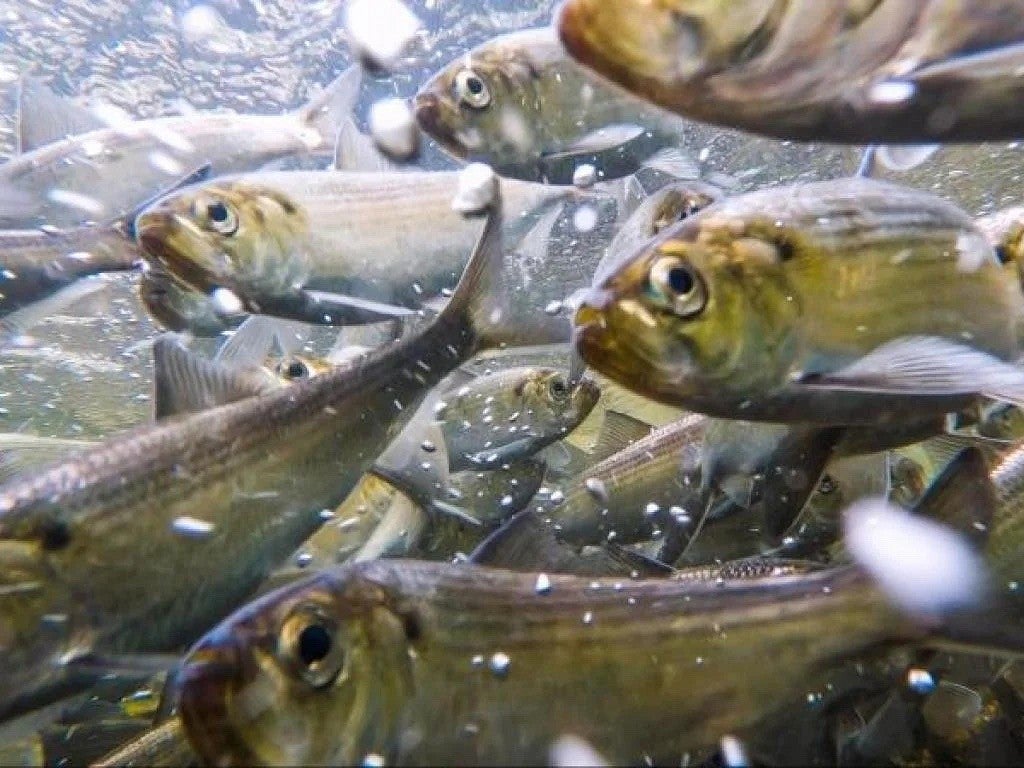 School of river herring swimming